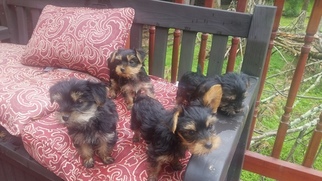 Yorkshire Terrier Litter for sale in STROUDSBURG, PA, USA