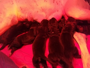 Great Dane Litter for sale in ROCKFORD, IL, USA