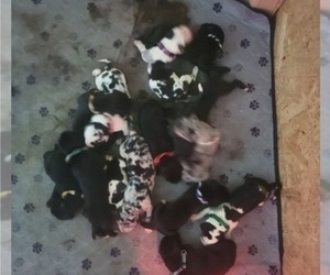 Great Dane Litter for sale in PERRIS, CA, USA