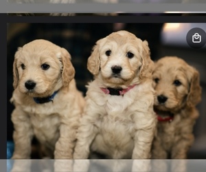 Goldendoodle-Irish Doodle Mix Litter for sale in WASHOUGAL, WA, USA