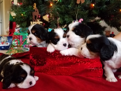 Medium Photo #1 Cavalier King Charles Spaniel Puppy For Sale in HUTTO, TX, USA