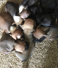 French Bulldog Litter for sale in SUNNYVALE, CA, USA
