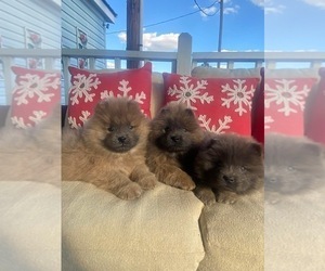 Chow Chow Litter for sale in FLORENCE, SC, USA