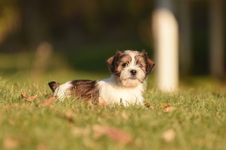 Jack Russell Terrier-Shih Tzu Mix Litter for sale in NEWVILLE, PA, USA