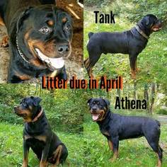 Rottweiler Litter for sale in PINE GROVE, PA, USA