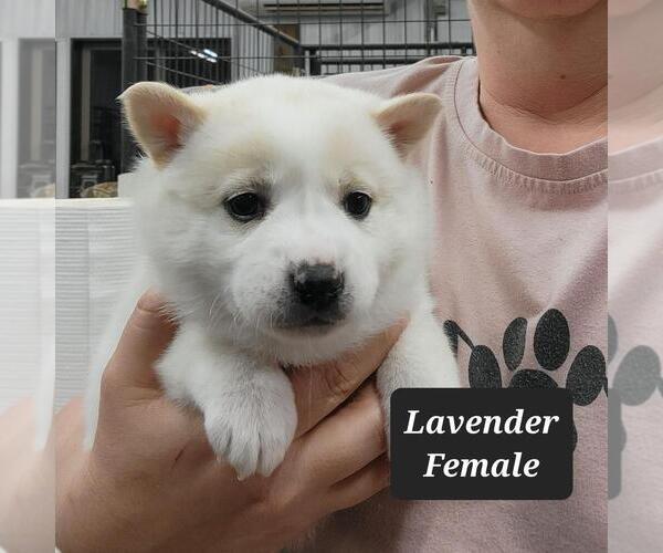 Medium Photo #1 Imo-Inu Puppy For Sale in BERESFORD, SD, USA