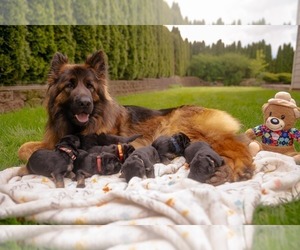 German Shepherd Dog Litter for sale in OREGON CITY, OR, USA