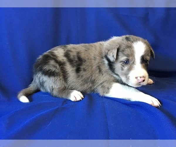 Medium Photo #1 Border Collie Puppy For Sale in MARIPOSA, CA, USA
