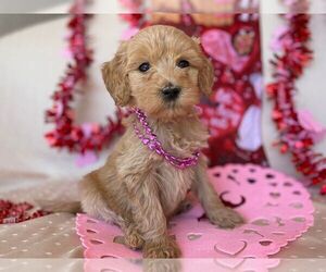Goldendoodle (Miniature) Litter for sale in BELLEVIEW, FL, USA