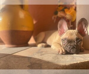 French Bulldog Litter for sale in ORLANDO, FL, USA