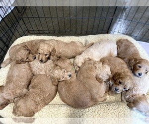 Goldendoodle Litter for sale in MILLERSBURG, OH, USA