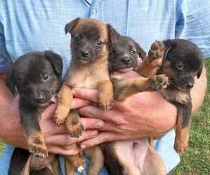 Jack Russell Terrier-Unknown Mix Litter for sale in EAGLE ROCK, VA, USA