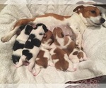 Small Photo #1 Jack Russell Terrier Puppy For Sale in INTERLAKEN, NY, USA