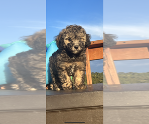 Poodle (Toy) Litter for sale in OLIVE HILL, KY, USA