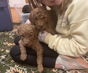 Poodle (Standard) Litter for sale in GRANITE FALLS, NC, USA
