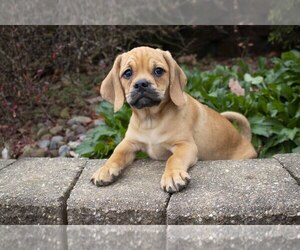 Puggle Litter for sale in SUGARCREEK, OH, USA