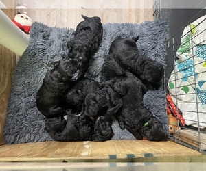 Double Doodle Litter for sale in LIBERTY, NC, USA