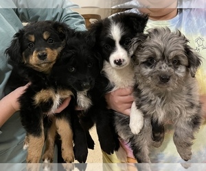 Aussiedoodle Miniature  Litter for sale in COLUMBIA, TN, USA