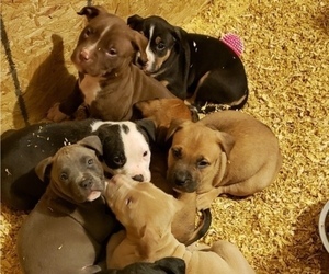 American Pit Bull Terrier Litter for sale in BRKN ARW, OK, USA