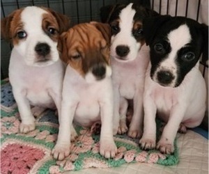 Jack Russell Terrier Litter for sale in BROOKINGS, OR, USA
