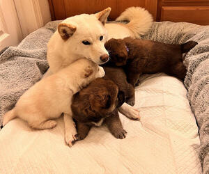 Shiba Inu Litter for sale in DALY CITY, CA, USA