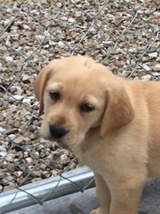 Labrador Retriever Litter for sale in LAURIE, MO, USA