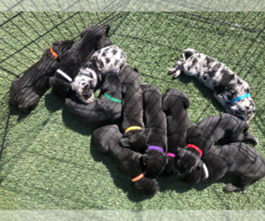 Great Dane Litter for sale in BARSTOW, CA, USA