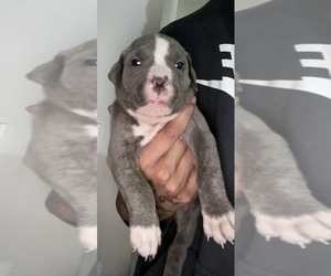 American Bully Litter for sale in BERKELEY, IL, USA