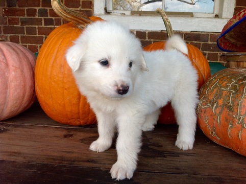 Medium Photo #1 Great Pyrenees Puppy For Sale in WINGINA, VA, USA