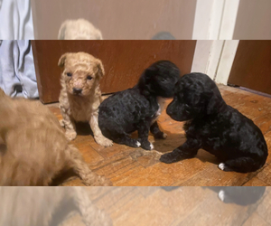 Poodle (Miniature) Litter for sale in VENETA, OR, USA