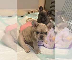 French Bulldog Litter for sale in LOGANSPORT, IN, USA