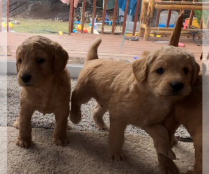 Labradoodle Litter for sale in MESA, AZ, USA