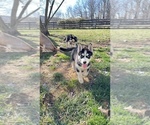 Small Siberian Husky