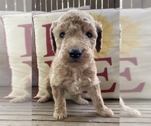 Goldendoodle Litter for sale in FAYETTEVILLE, TN, USA