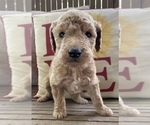 Small Photo #1 Goldendoodle Puppy For Sale in FAYETTEVILLE, TN, USA