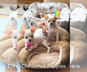 Chihuahua Litter for sale in PRIOR LAKE, MN, USA