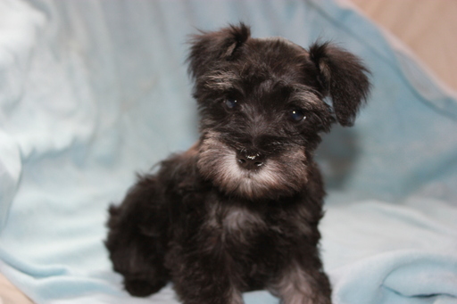 Medium Photo #1 Schnauzer (Miniature) Puppy For Sale in TENAHA, TX, USA