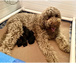Australian Labradoodle Litter for sale in WASH, NC, USA