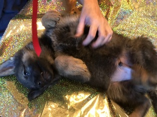German Shepherd Dog Litter for sale in CANTON, TX, USA