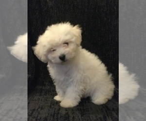 Bichpoo Litter for sale in BOWLING GREEN, KY, USA