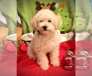 Poodle (Toy) Litter for sale in COCHRANTON, PA, USA