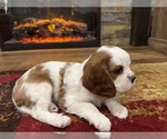 Small Photo #1 Cavalier King Charles Spaniel Puppy For Sale in ESTACADA, OR, USA