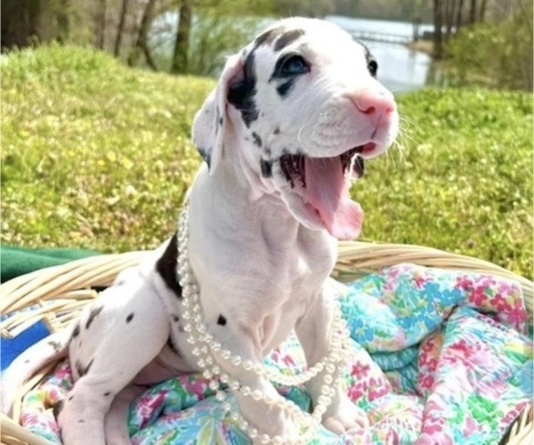 Medium Photo #1 Great Dane Puppy For Sale in HAMPTON, SC, USA
