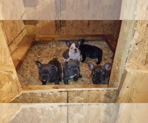 French Bulldog Litter for sale in FORREST CITY, AR, USA