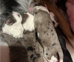 Miniature American Shepherd-Poodle (Toy) Mix Litter for sale in SWEETWATER, TN, USA