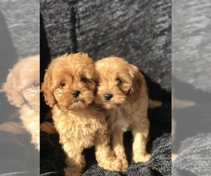 Cavapoo Litter for sale in BOWLING GREEN, KY, USA
