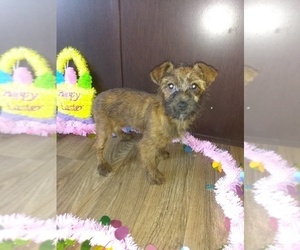 Yorkshire Terrier Litter for sale in LAPEER, MI, USA