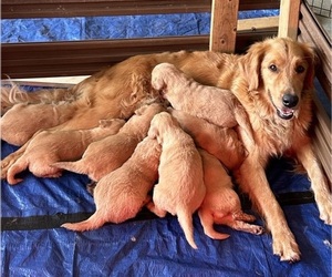 Medium Golden Retriever