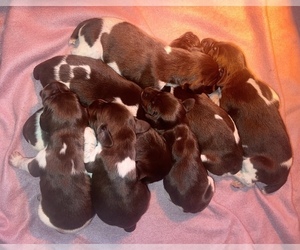 German Shorthaired Pointer Litter for sale in CAMILLA, GA, USA