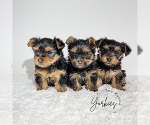 Yorkshire Terrier Litter for sale in TWIN FALLS, ID, USA
